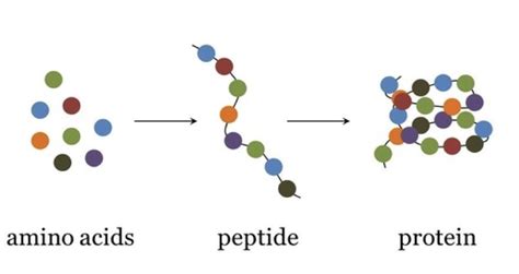 BPC Peptide Purity and Specification Guide for Lab and Cosmetic Formulation Sourcing