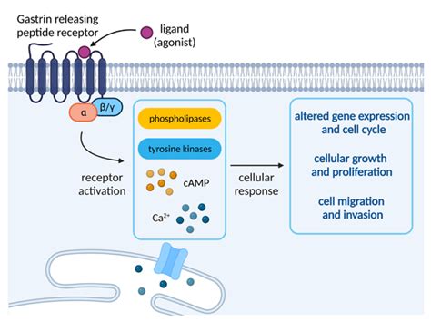 Is Ozempic a Peptide Understanding Its Composition Purity Specifications and Manufacturing Standards for B2B Sourcing