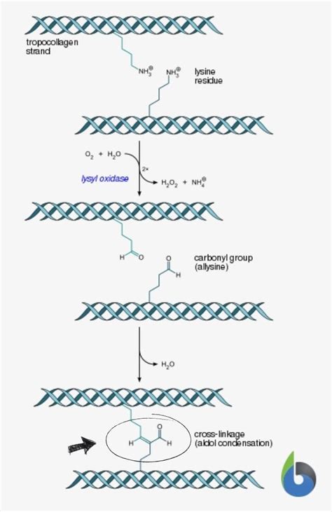 The Ultimate Technical Guide to Peptide for Hair Growth Purity Specifications and Sourcing