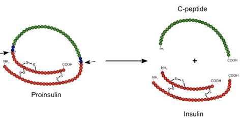 Peptide Price Analysis 2025: Purity, Specification, Certification & Manufacturing Sourcing Guide