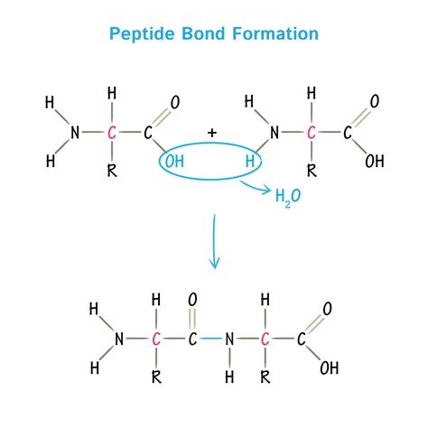 The Technical Guide to Peptides Natural Sourcing Purity Specifications and Manufacturing Certifications