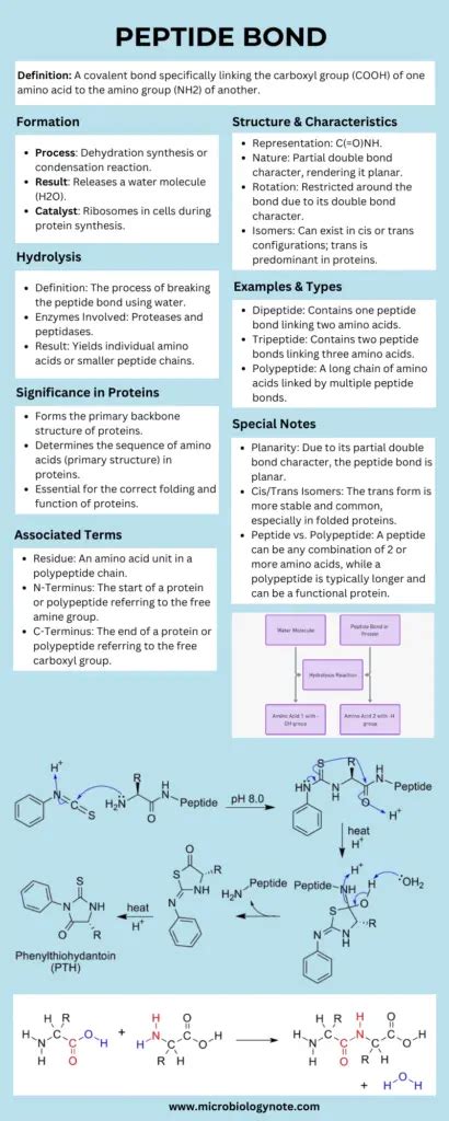 Peptide Bounce Balm Foundation: Purity, Specifications & Sourcing Guide for Cosmetic Formulators