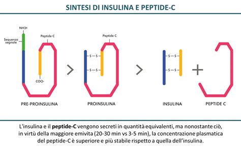 Glucagon Functions: A Comprehensive Overview of Its Role in Peptide Therapy
