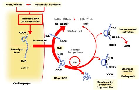 ⚠️ Don’t Ignore: Hormone Glucagon Stability Issues in Peptide Products