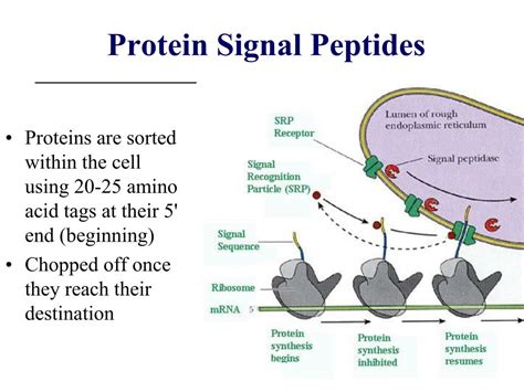 Direct Peptides Sourcing Guide Purity Specifications Manufacturing Certifications for Lab Formulation