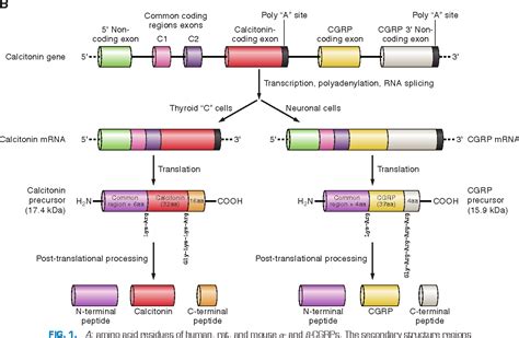 Direct Peptides Sourcing Guide: Purity, Manufacturing, and Certification for Lab and Cosmetic Formulation
