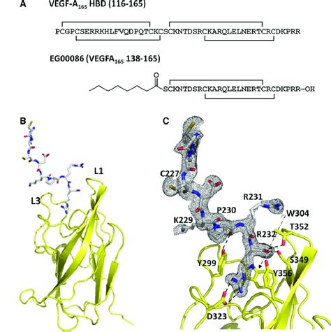 Solution Peptides Technical Deep Dive: Purity, Specifications, Certification and Manufacturing Sourcing