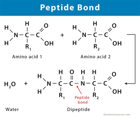 Peptides Sciences Technical Deep Dive Purity Specifications Manufacturing Sourcing Certification Guide