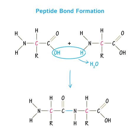 The Ultimate Technical Guide to Marine Collagen Peptides: Purity, Specifications, Certifications, and Sourcing for B2B Formulation
