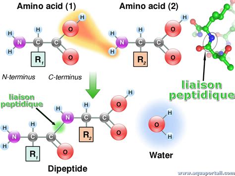 Peptides Repair Essence Sourcing Guide Purity Specifications Manufacturing Certifications